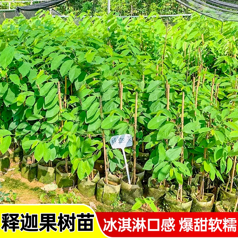 释迦果树苗嫁接凤梨牛奶榴莲蜜释迦水果南方庭院玫瑰红释迦过苗