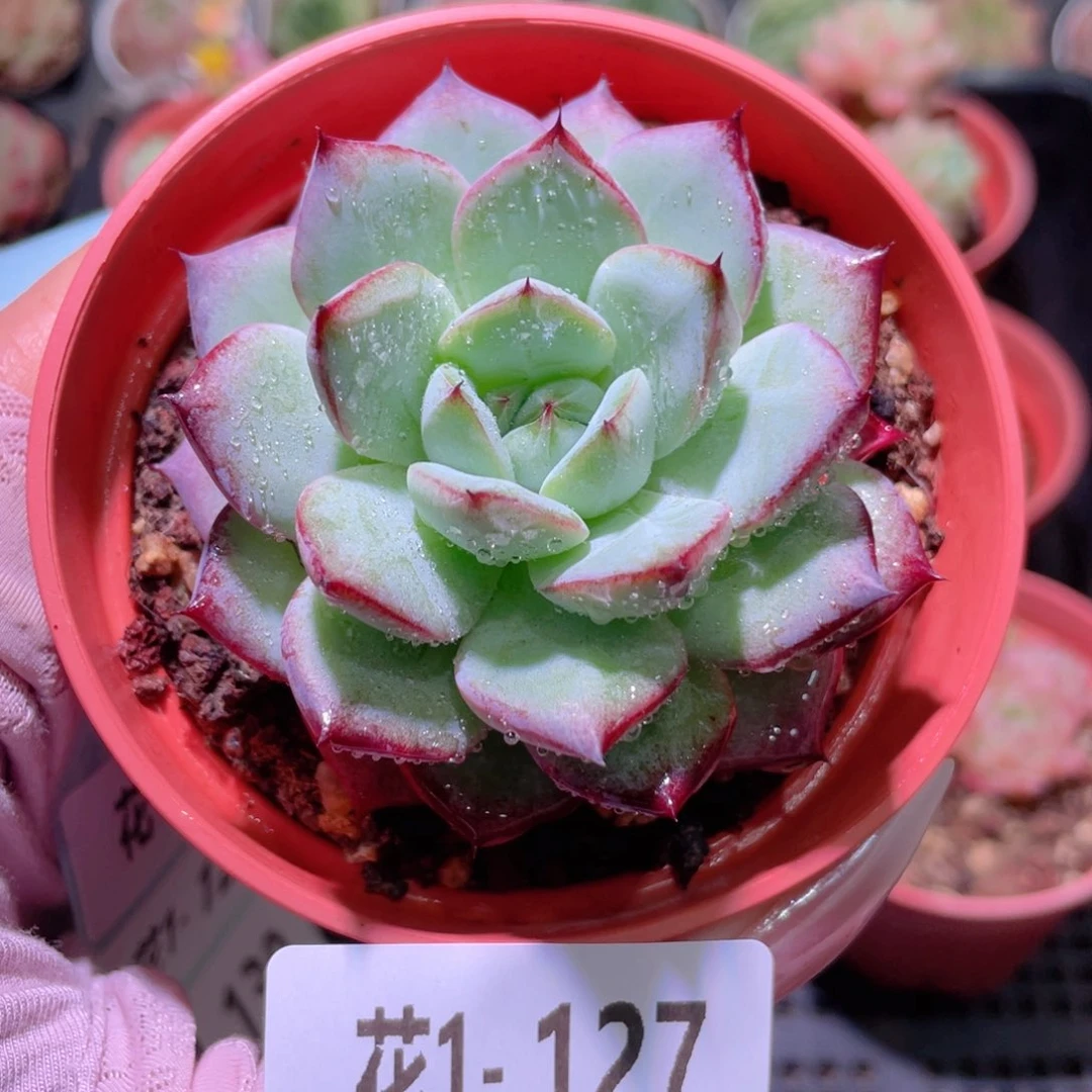 花利美1-127新品