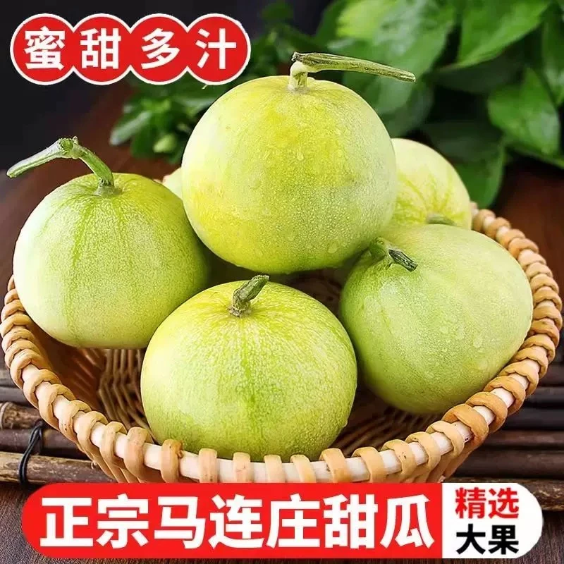 青岛马连庄甜瓜（正宗莱西马连庄甜瓜）单果约200g新鲜