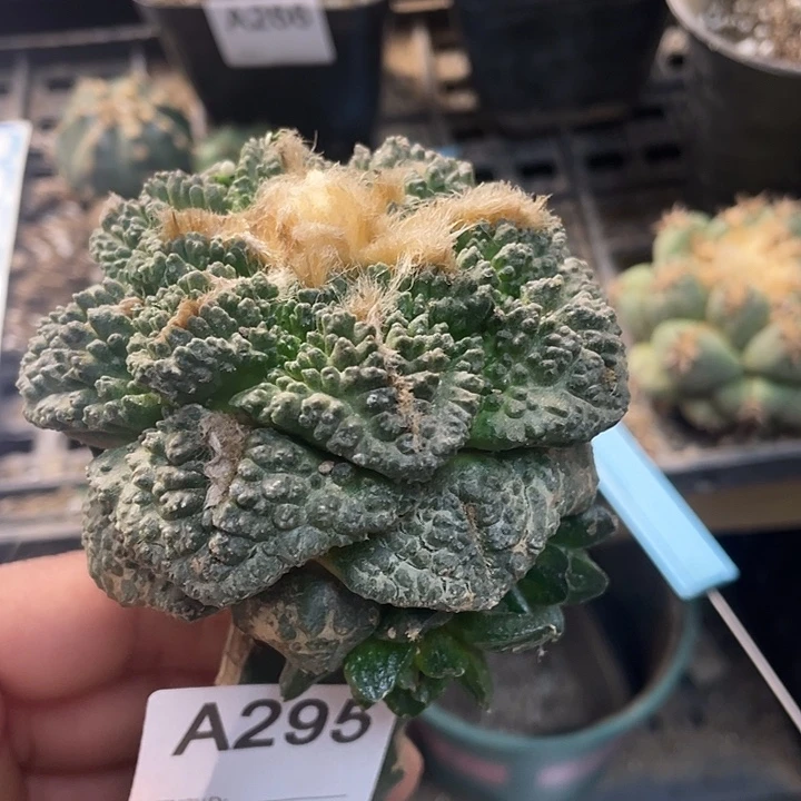 龟甲牡丹295号仙人球一颗