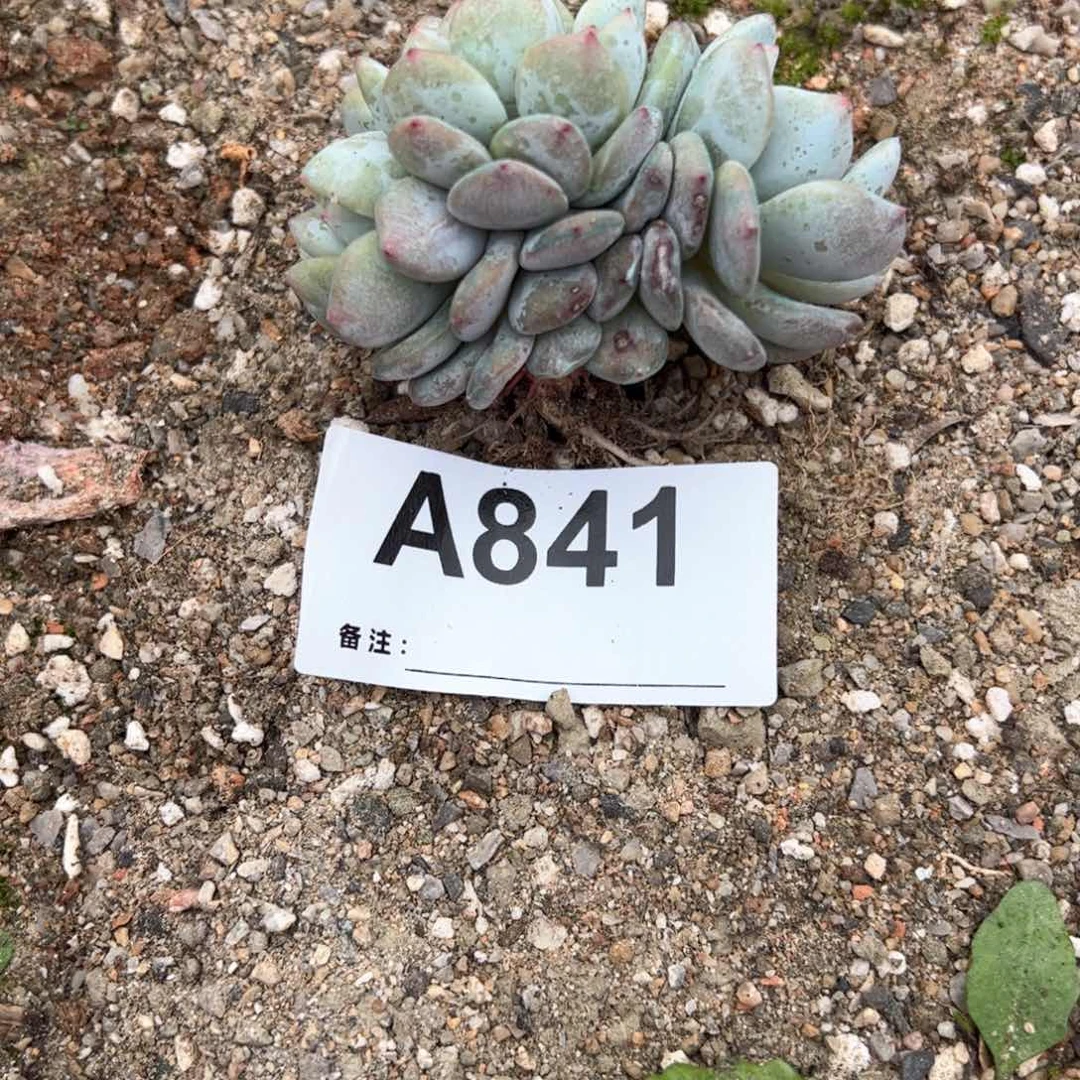 841多肉多肉多肉多天