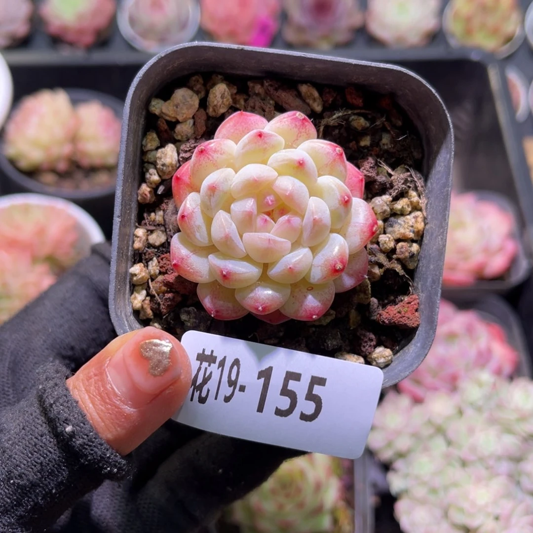 花19-155白桃汽水