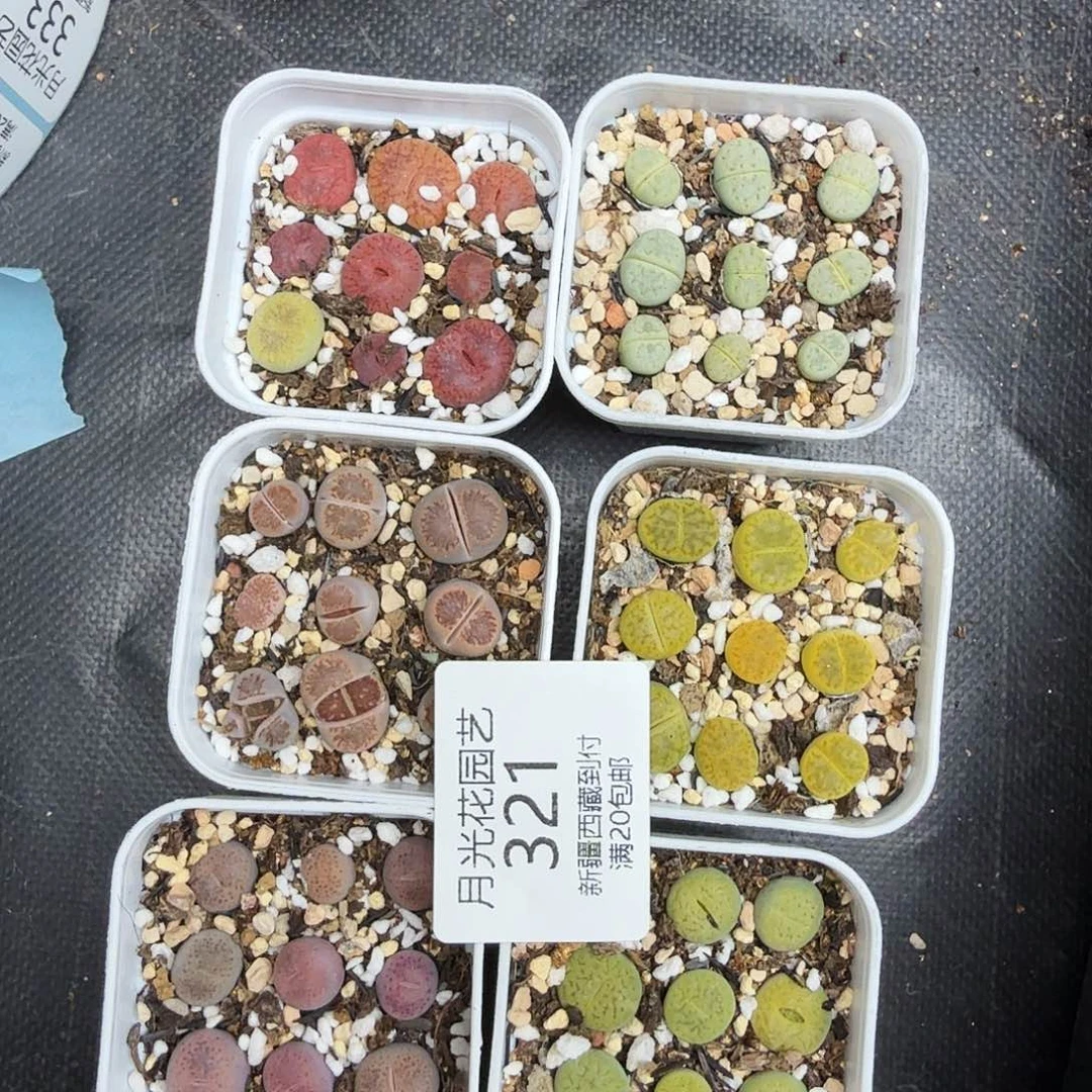 我就觉得这个女演员也321