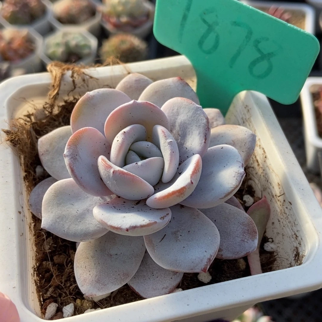 1878雪莲多肉植物