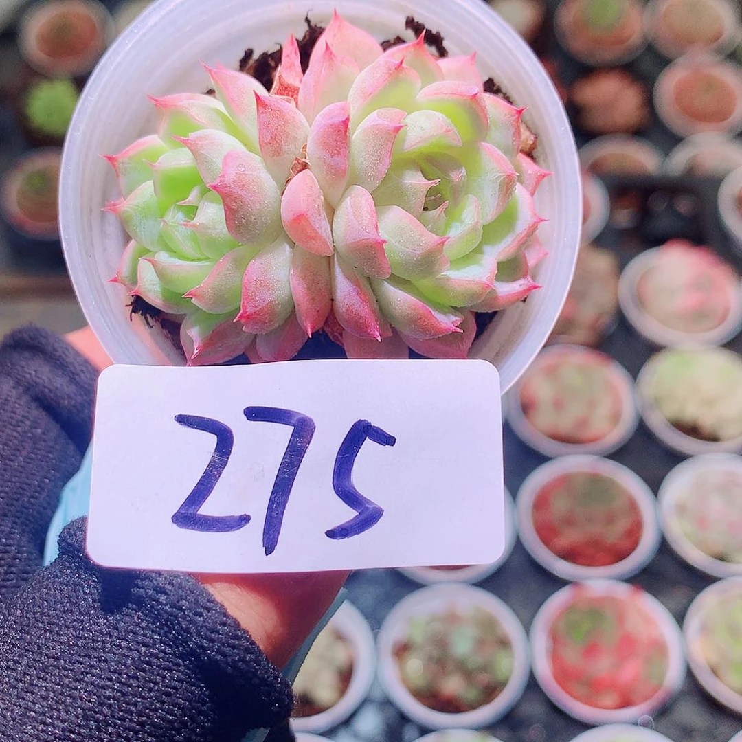 乐然8-275 新品双头