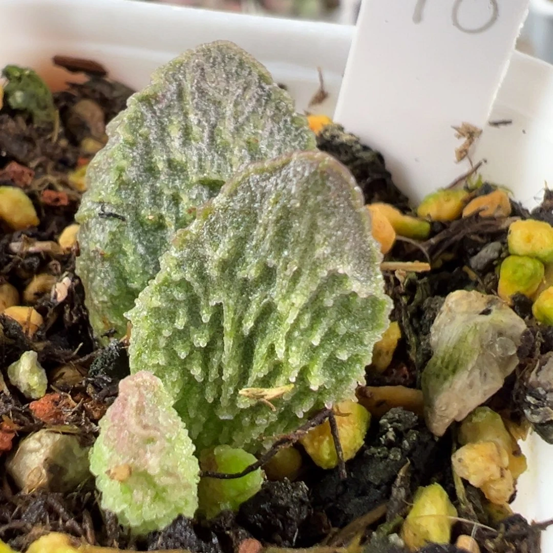 w大鱼海棠多肉植物水泡