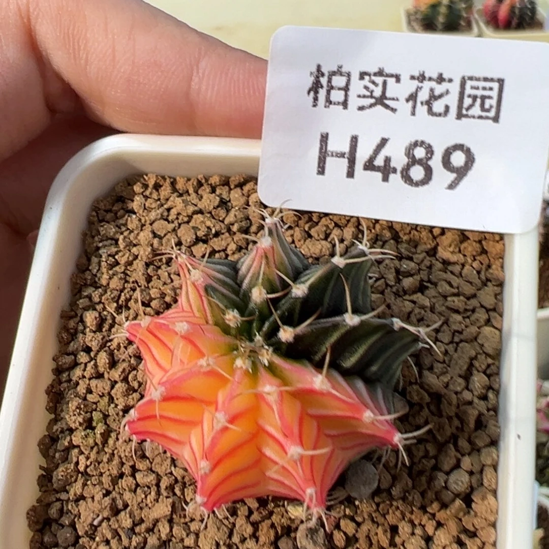 489 好看的米哈冲冲冲