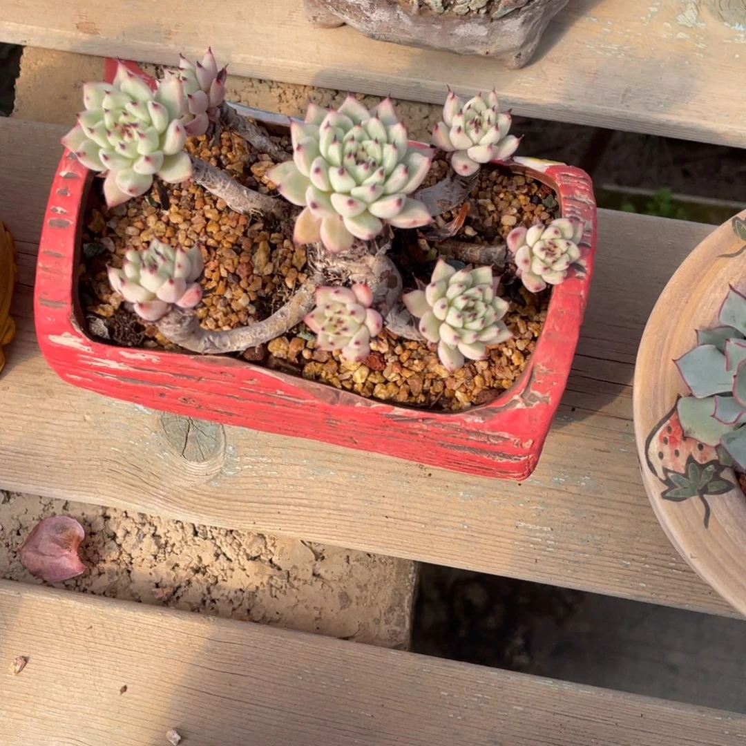 绿爪老桩群生木质化