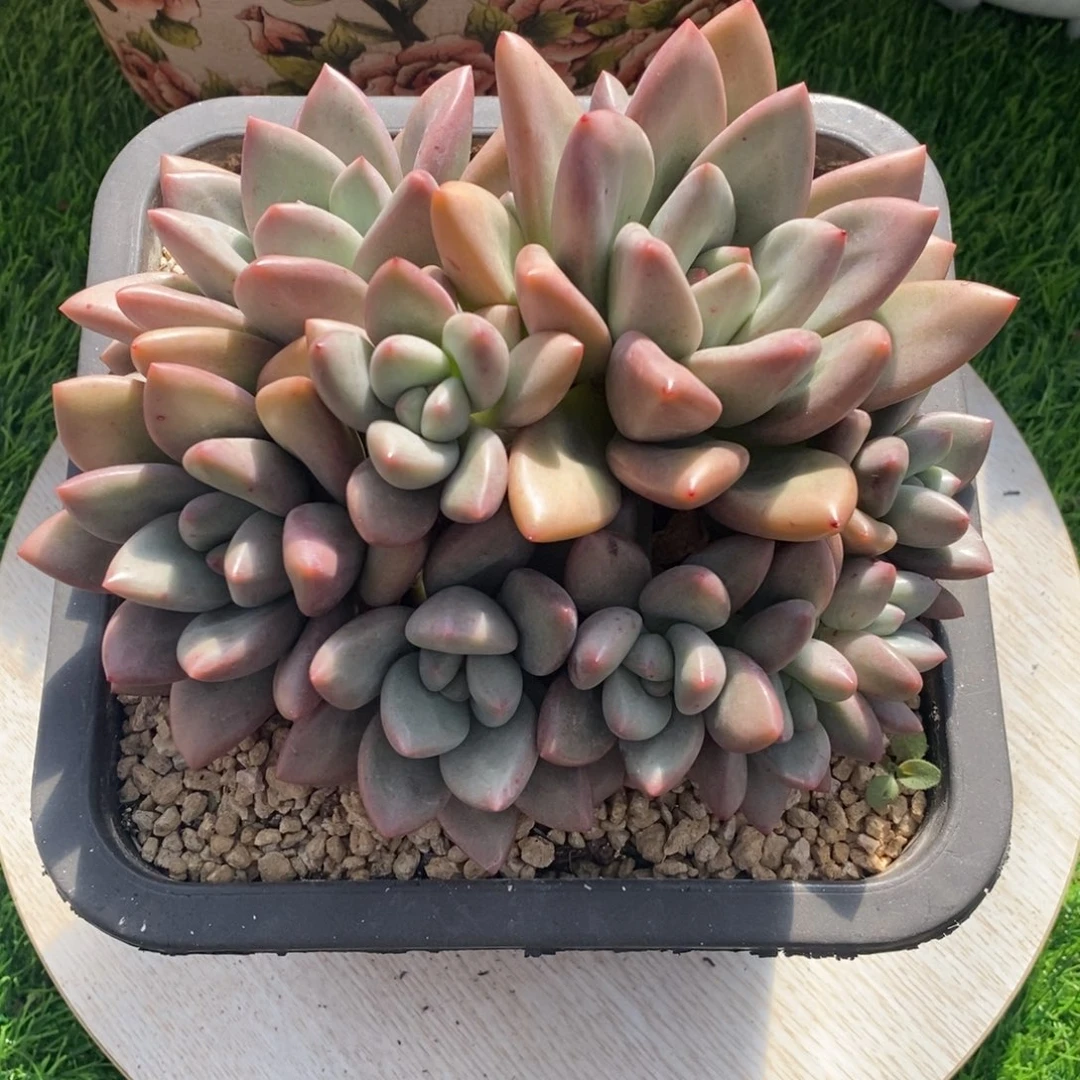 赫本露斯综合链接