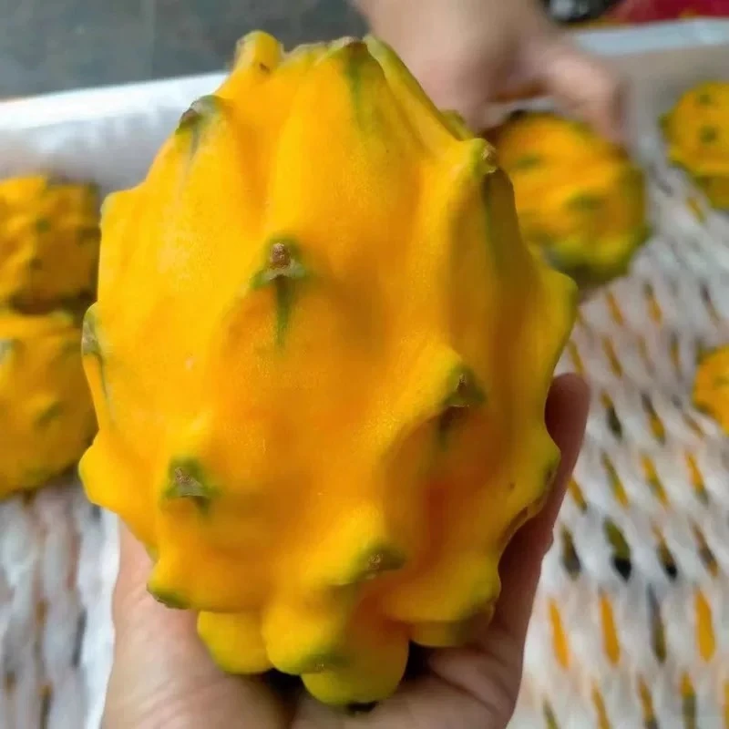 顺丰包邮海南果麒麟果香甜软糯多汁水果