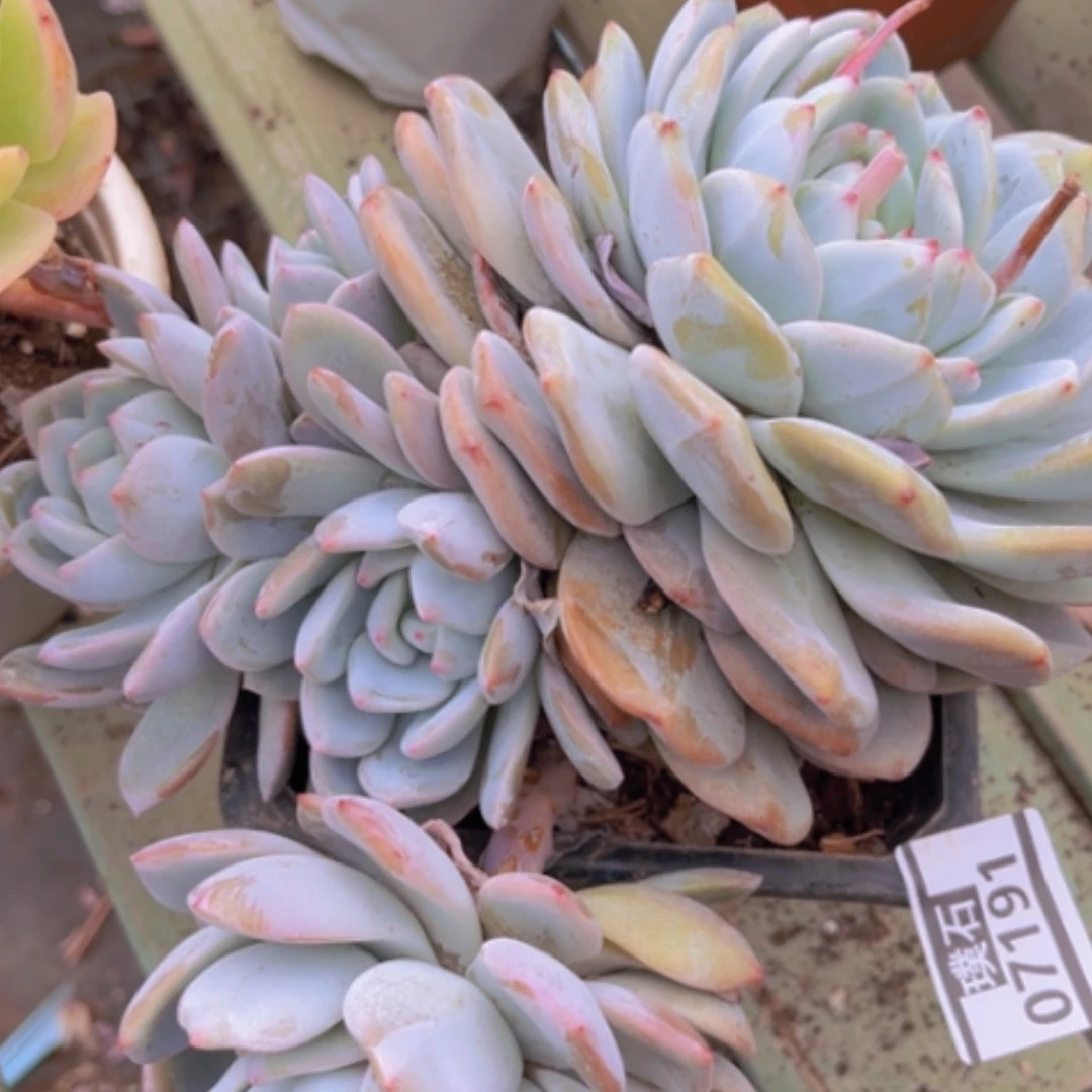 【闪购商品】小*龙橙梦露07191