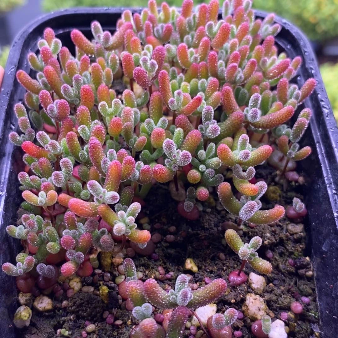 449，混合切糕。   10个品种。