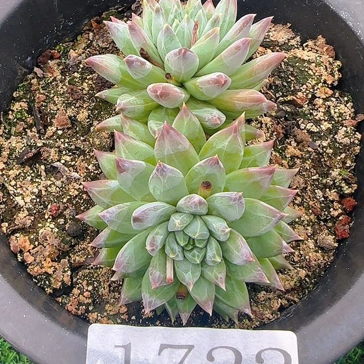 暗纹紫体美人1722多肉植物