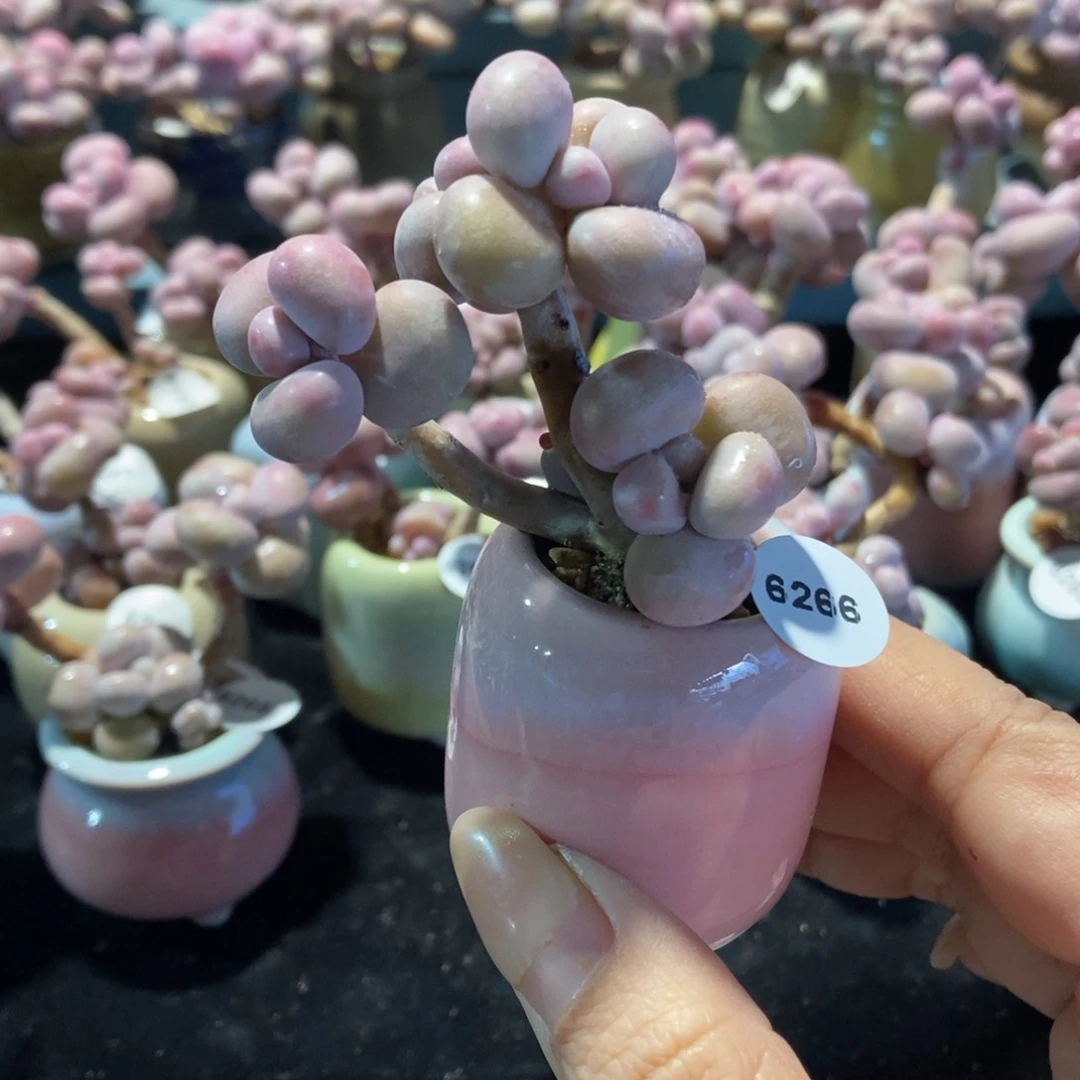 6266糖果腰子蛋带盆土