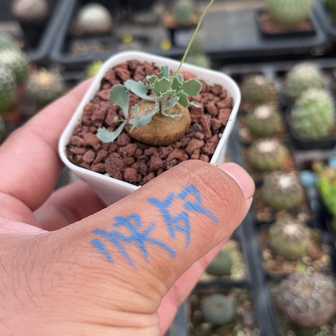 就这个死样子单头发货