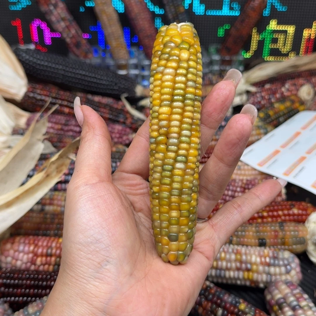 柏香籽/百香籽吊坠番*仔