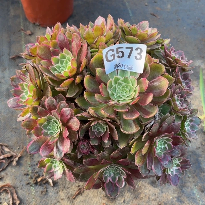 瑞妈多肉植物573莲花