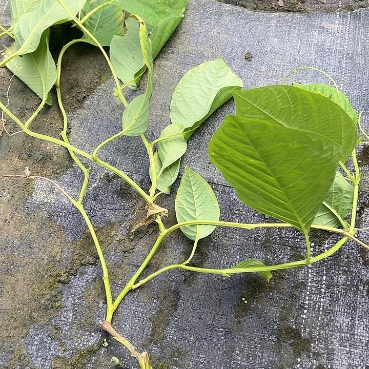 一***火天使15898535787446