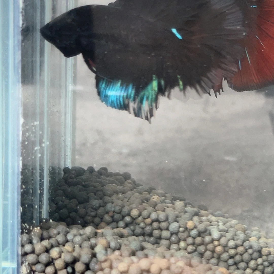 斗鱼不包邮首单补10运3