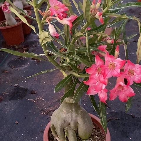 【闪购商品】无花朵姜***艺