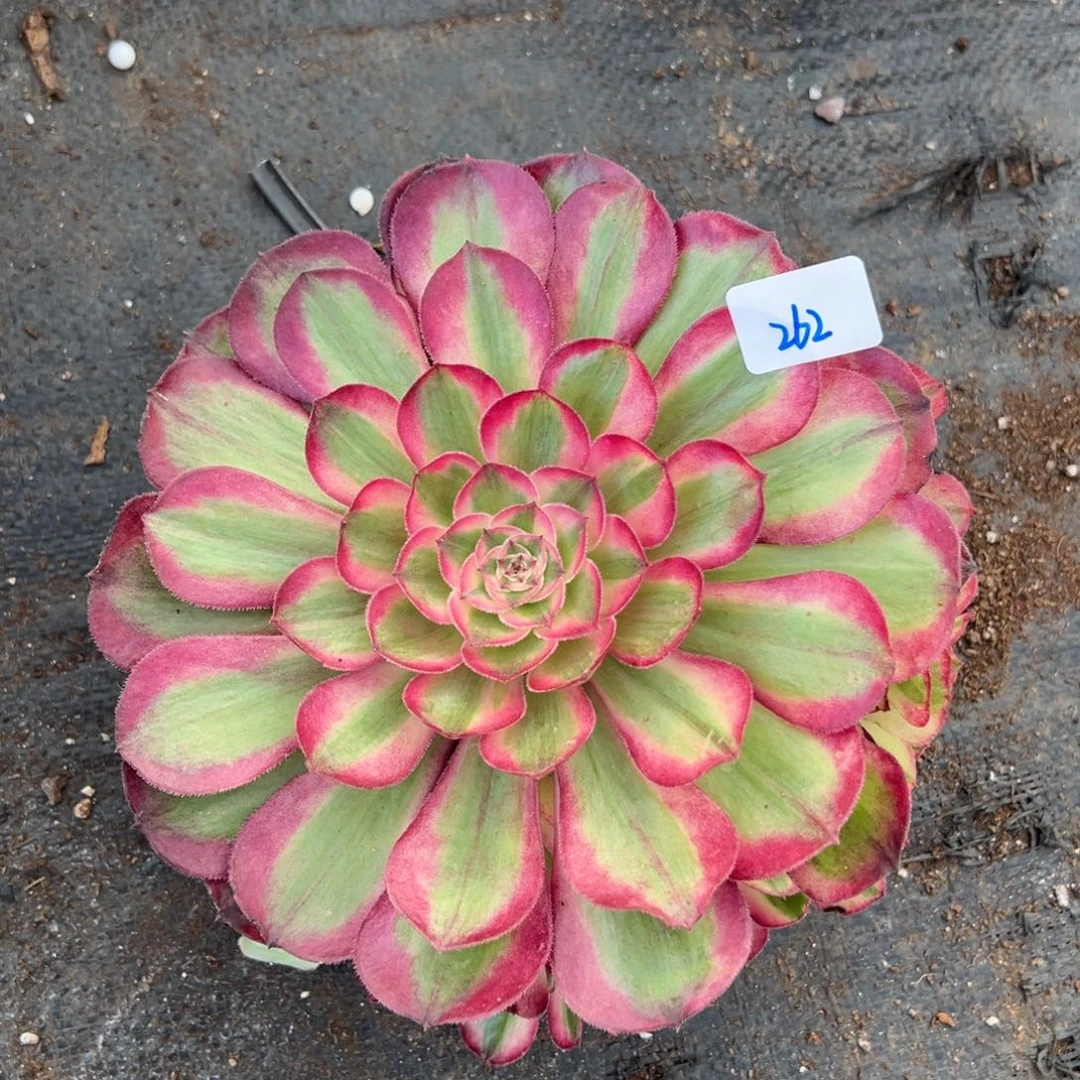 ꧁***꧂262半糖无根多肉紫