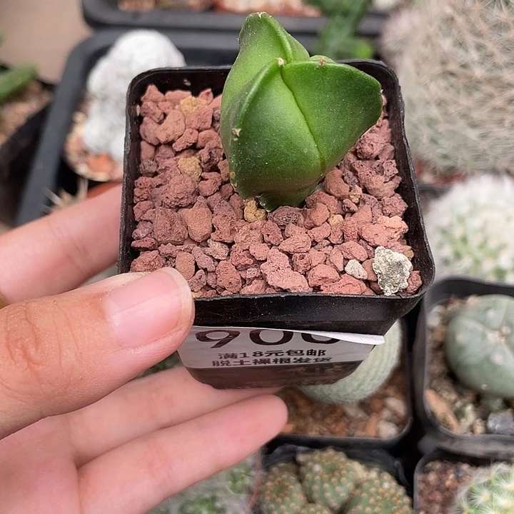 900三角绿仙人球植物