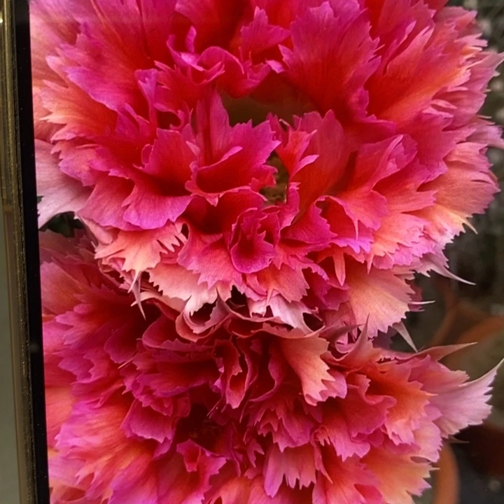 彩草羽毛2号8公分左右