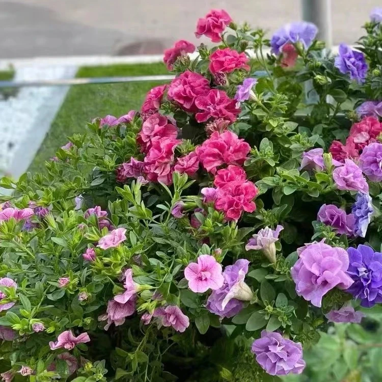 重瓣矮牵牛花盆栽矮牵牛花苗进口垂吊花卉阳台庭院植物容易爆盆