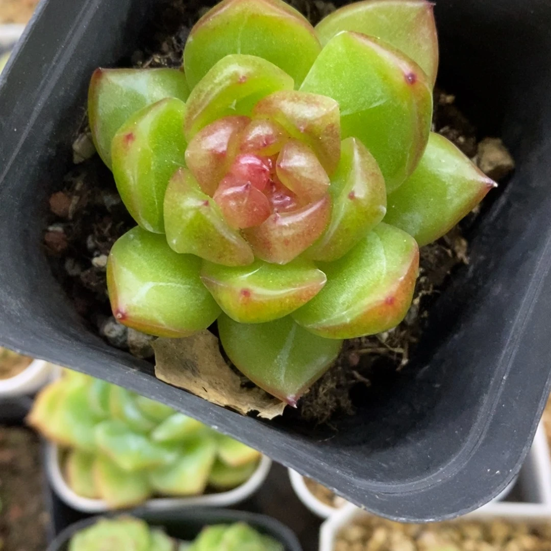 精品多肉一物一拍不包整68