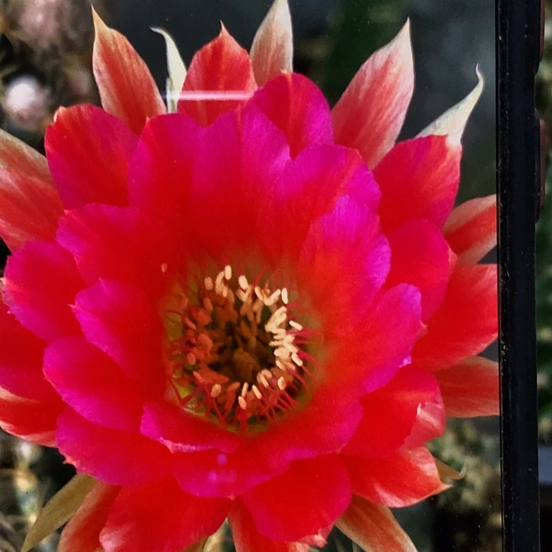 丽 -7侧芽歪4公分以上