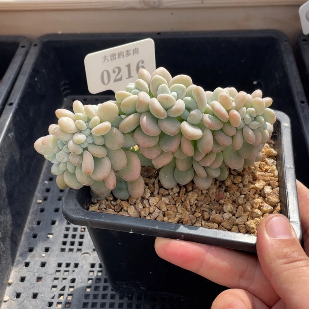 0216洛神不带盆14厘米