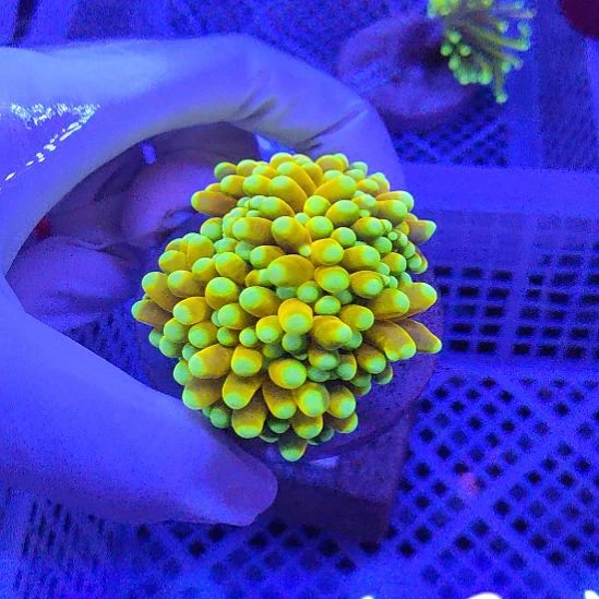 智海海洋珊瑚馆 竞拍链接