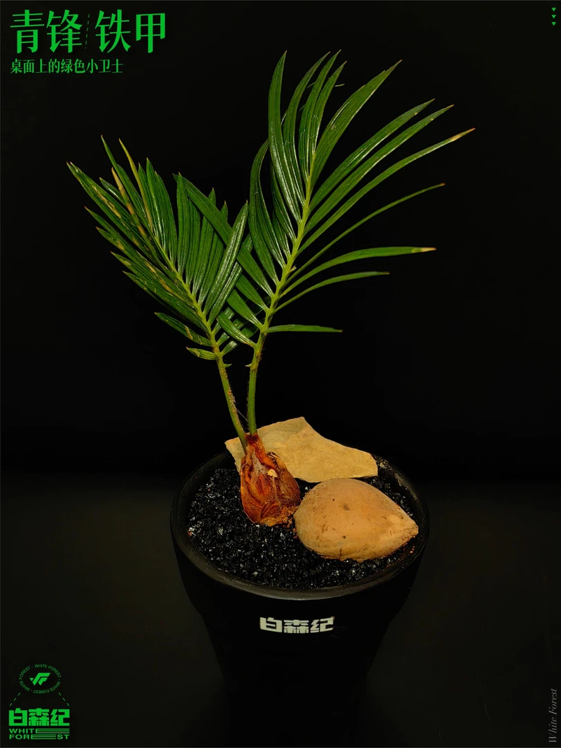 青锋铁甲（桌面上的绿色小卫士）