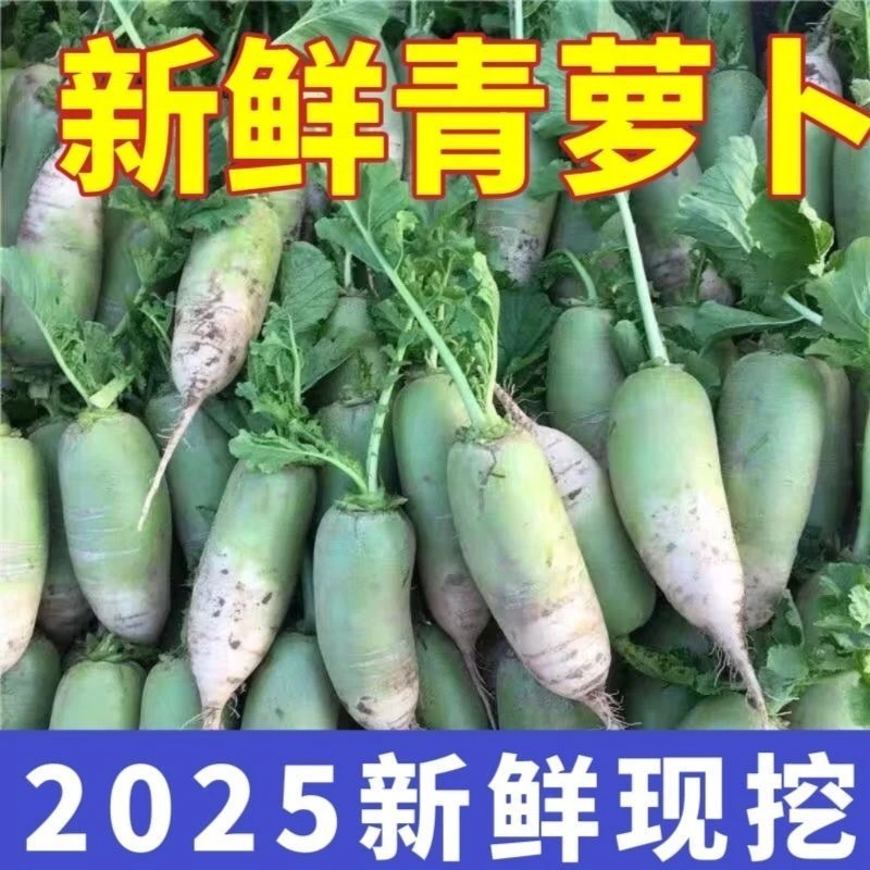 现挖青皮萝卜新鲜农家自种清甜爽口时令蔬菜青萝卜