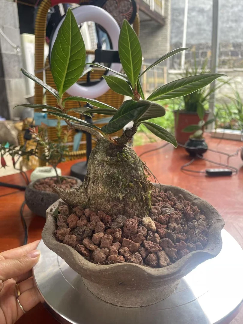 云南稀有五翅梅树萝卜盆景红花紫果可食适合室内外摆放