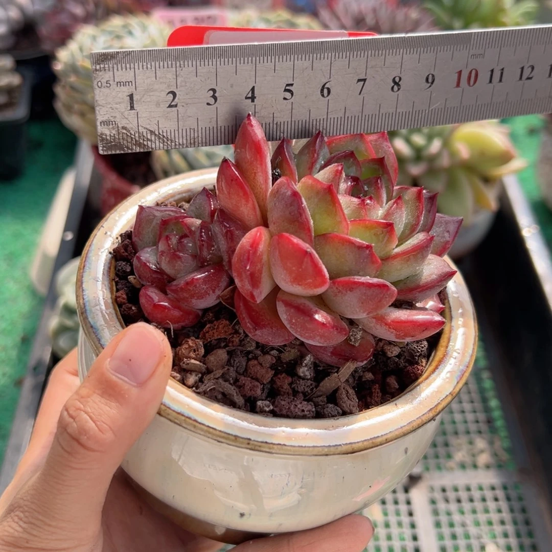 表妹精品多肉植物001.