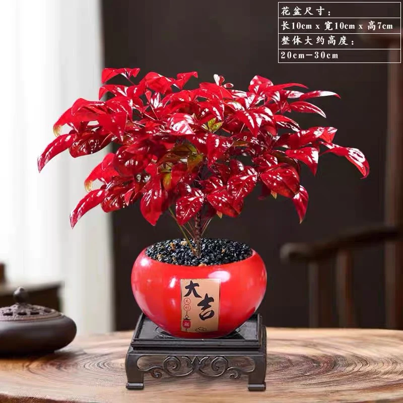 【火焰南天竹】冬季耐寒红叶植物室内客厅好养观叶花卉盆栽年宵花