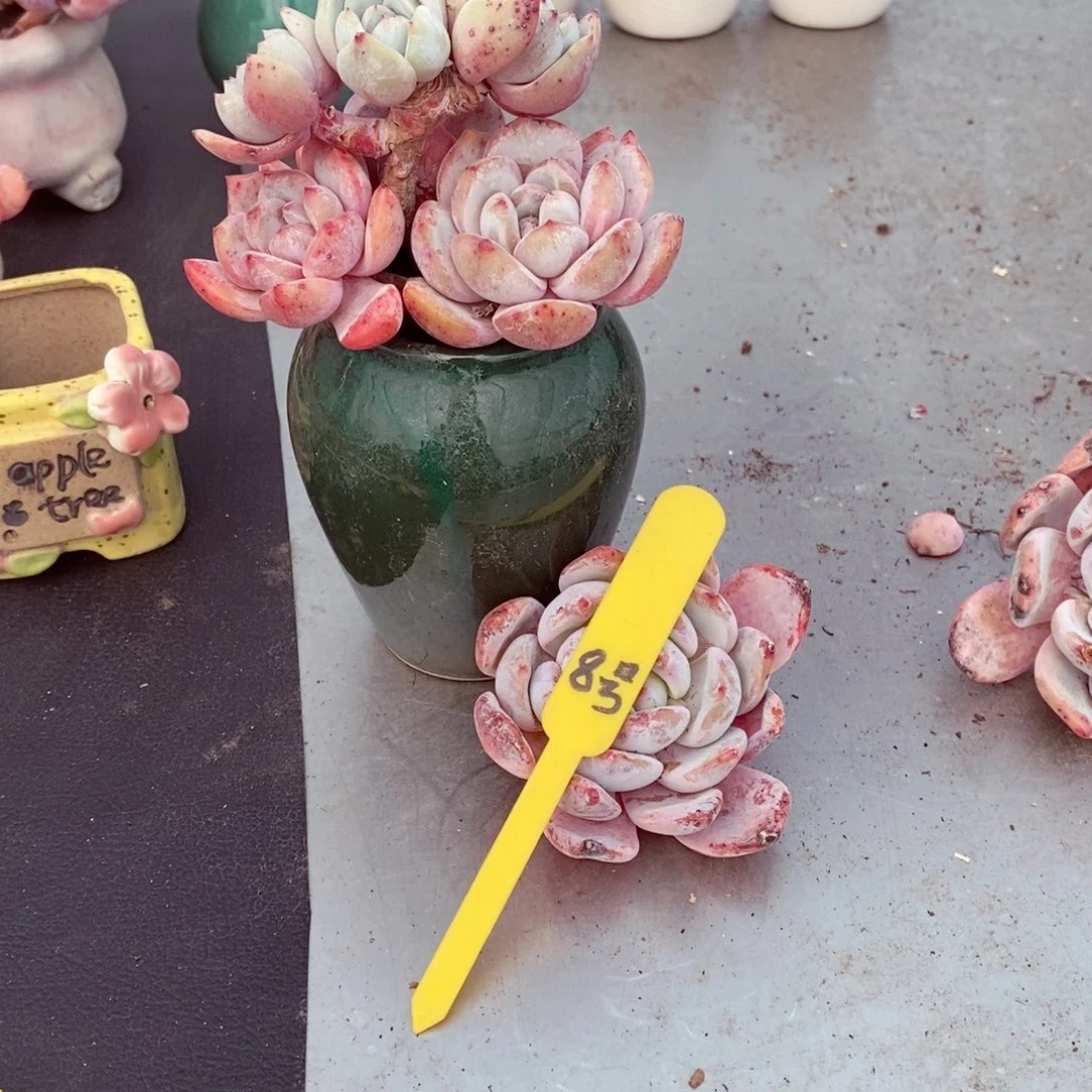 变*龙8号的肉肉肉肉肉肉