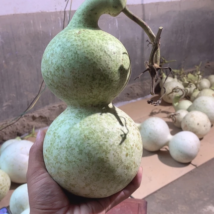 呱***唧中号现货供应充足不包成