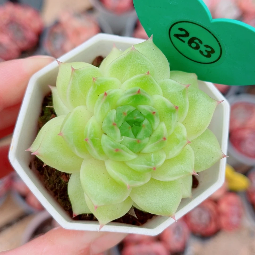 263号珍妮麦秆单头