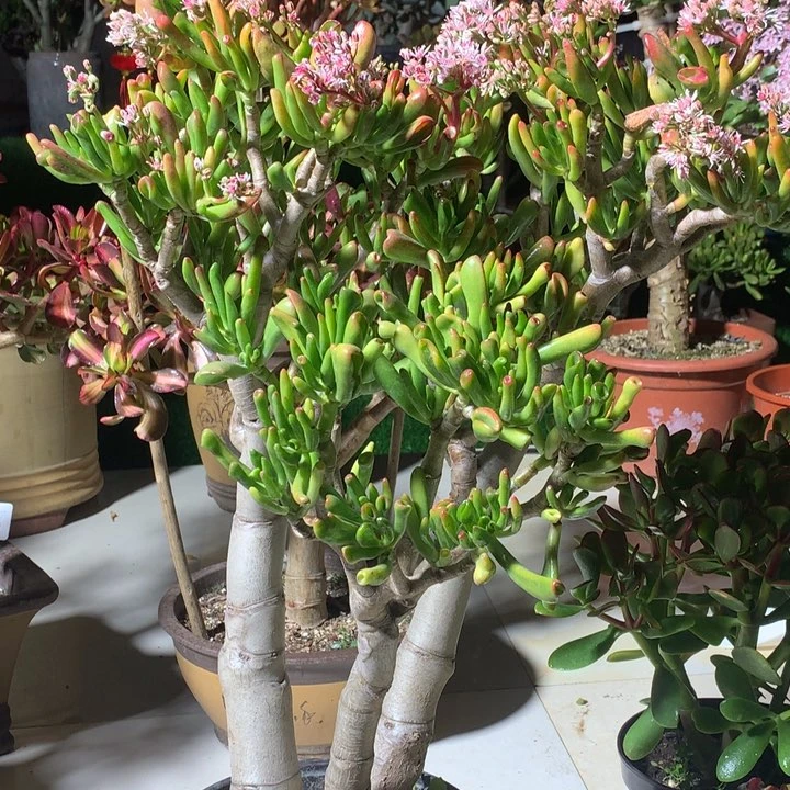 聆*?H97纤纤玉指脱土发货