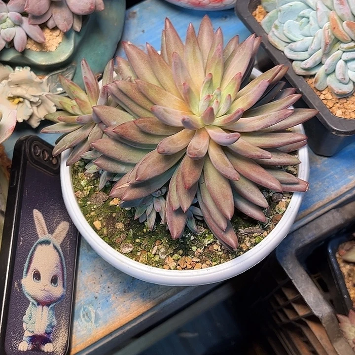 发货多肉植物一物一拍