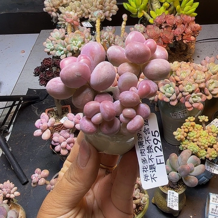 腰子桃蛋295/5cm带盆