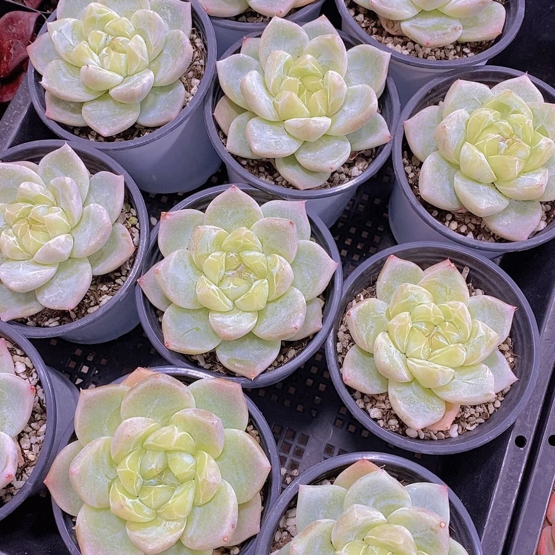 白泽大单头福利一颗量拍