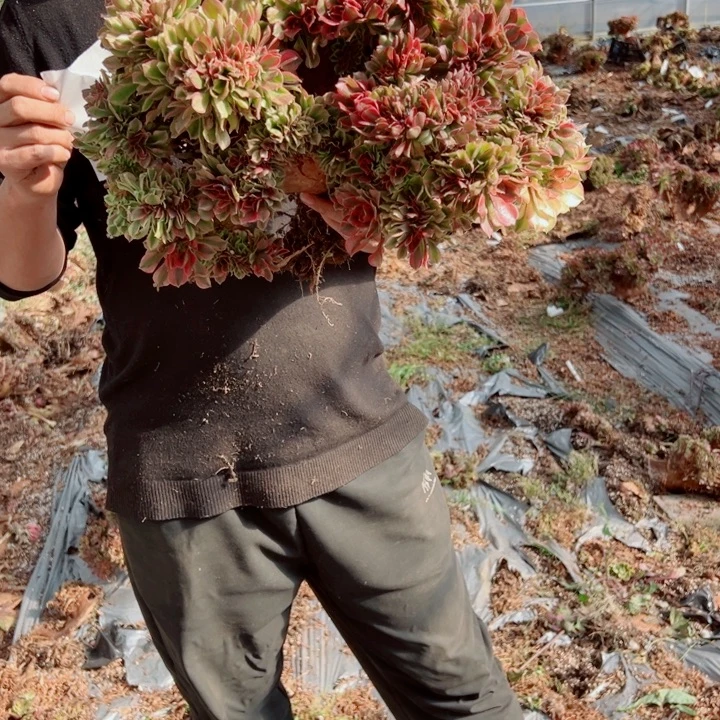 红袖醉话33号多肉法师