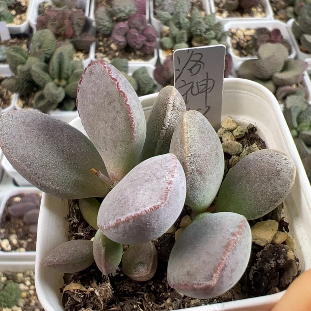 洛神多肉植物水泡