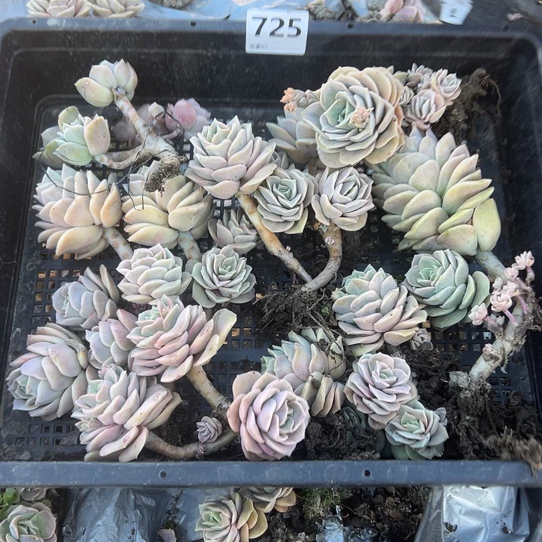 用****8725不售后7颗