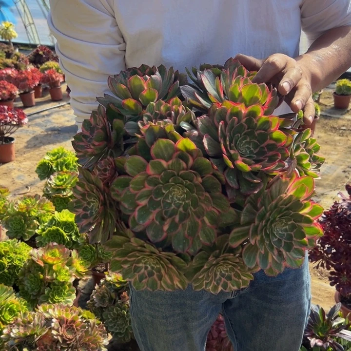 33.8莲花座绣球一棵