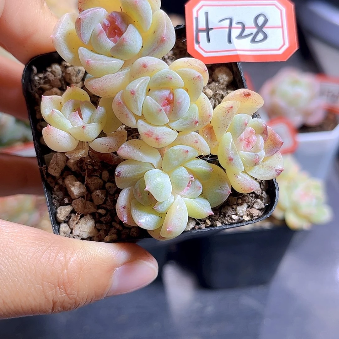 H728  扶摇珍妮 满18包邮