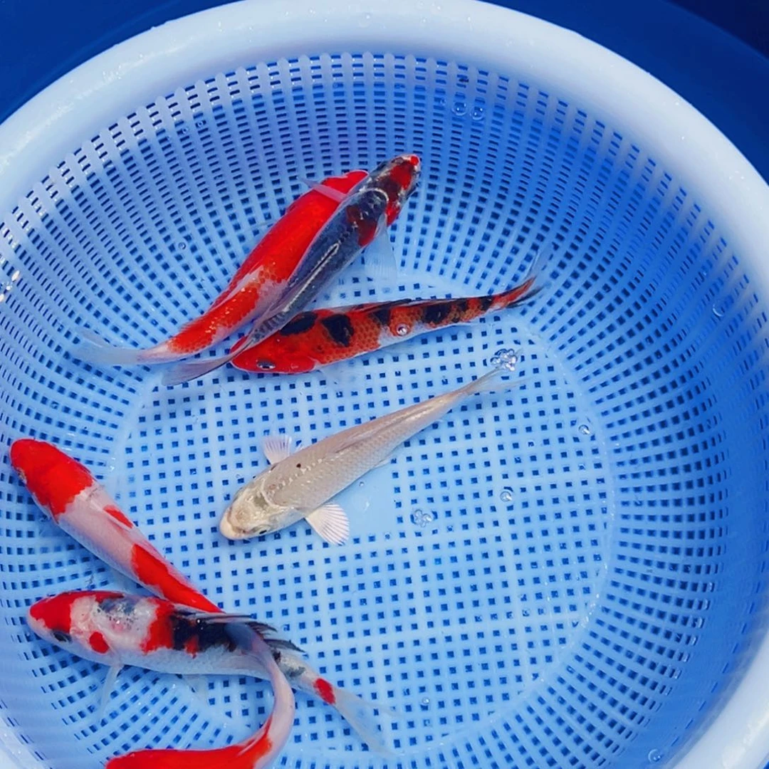 锦鲤锦鲤观赏鱼11111